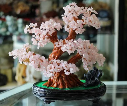 Cây tài lộc gốc đẹp đông linh ( nhỏ) KC092